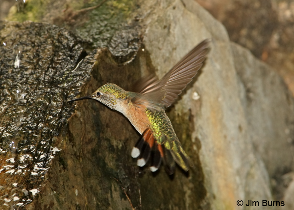 Broad-tailed Hummingbird immature drinking at spring