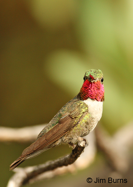 Broad-tailed Hummingbird male perched