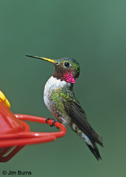 Broad-tailed Hummingbird male at feeder