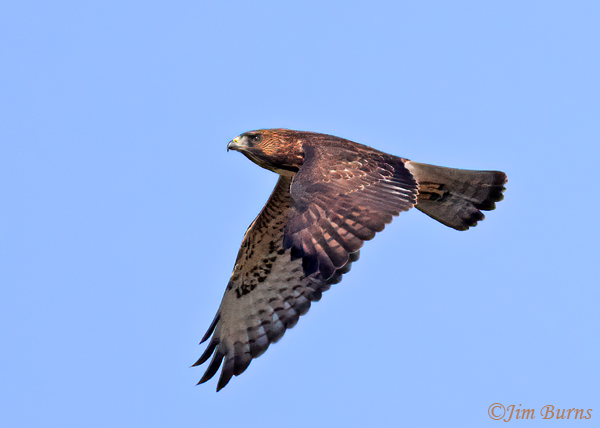 Broad-winged Hawk adult in flight ventral wing--4042