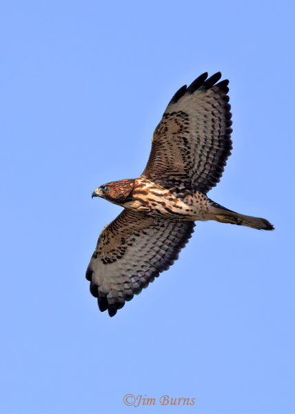 Broad-winged Hawk adult in flight, underwing pattern--4061