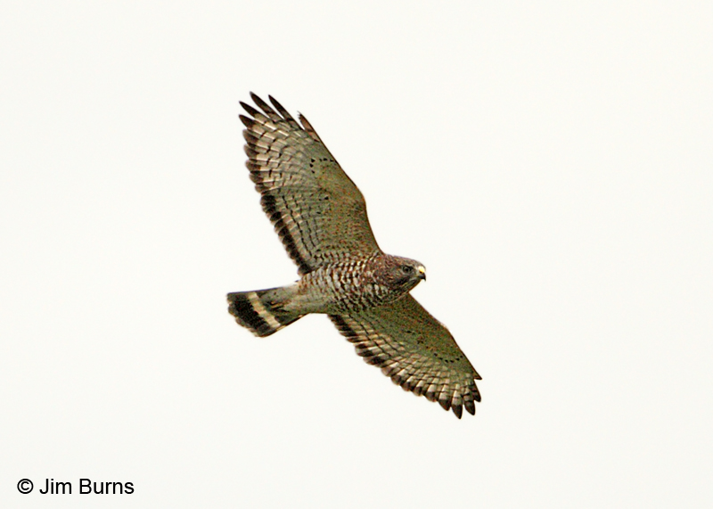 Broad-winged Hawk adult in flight #2