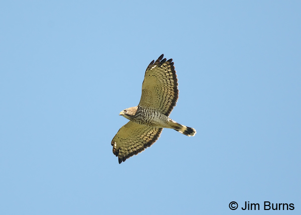 Broad-winged Hawk adult in flight