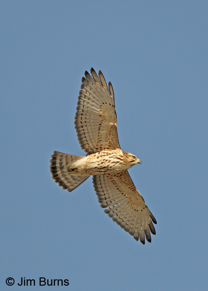 Broad-winged Hawk juvenile in flight