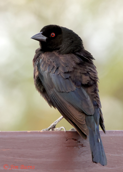 Bronzed Cowbird male with ruff extended in display--5296