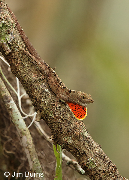 Brown Anole male displaying dewlap