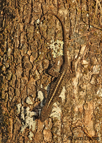 Brown Anole female