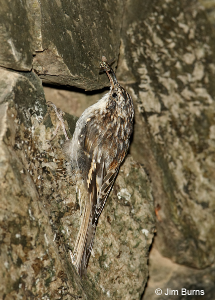 Brown Creeper with fly on rock wall