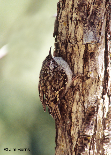 Brown Creeper camouflage