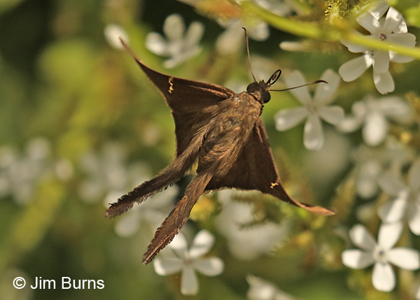 Brown Longtail female in flight, Texas