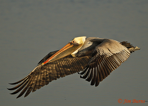 Brown Pelican adult breeding plumage (Pacific) in flight--1509