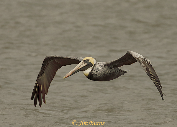 Brown Pelican adult non-breeding (Atlantic) in flight--7502
