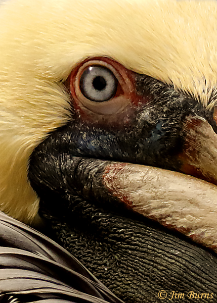 Brown Pelican close-up--7796