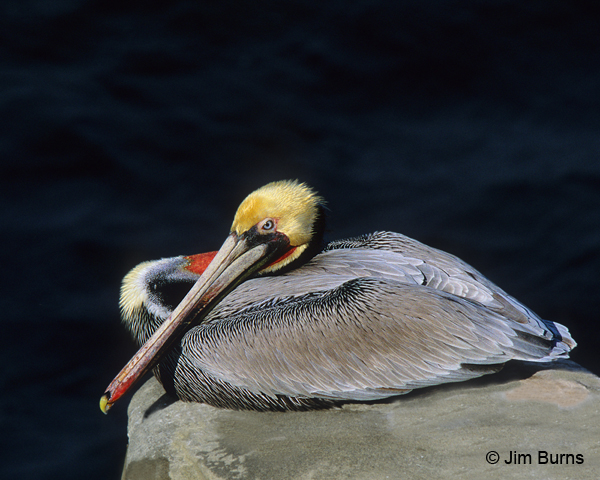 Brown Pelican adult (Pacific) breeding plumage