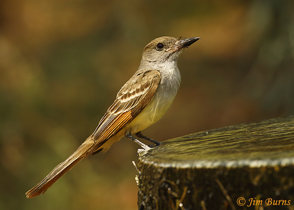 Brown-crested Flycatcher juvenile at water--1949