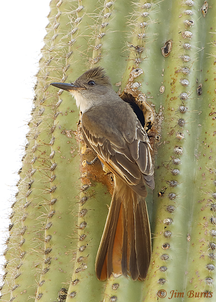 Brown-crested Flycatcher at Saguaro nest hole--4062