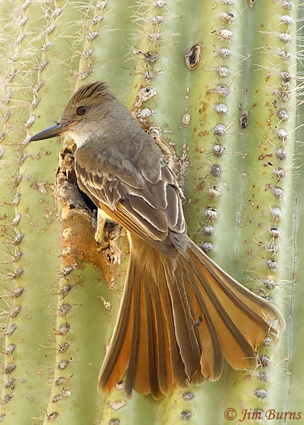 A Brown-crested Flycatcher rests at the opening to its nest cavity in a Giant Saguaro near the Visitors Center.