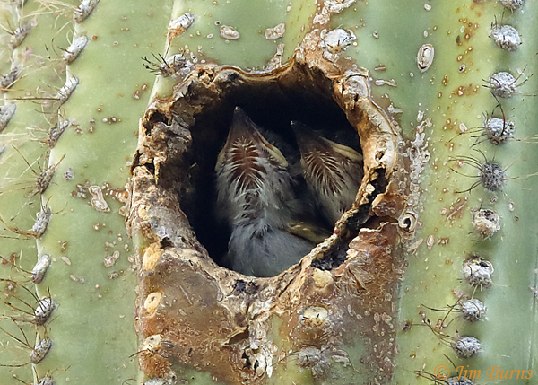 Brown-crested Flycatcher nestlings--4188