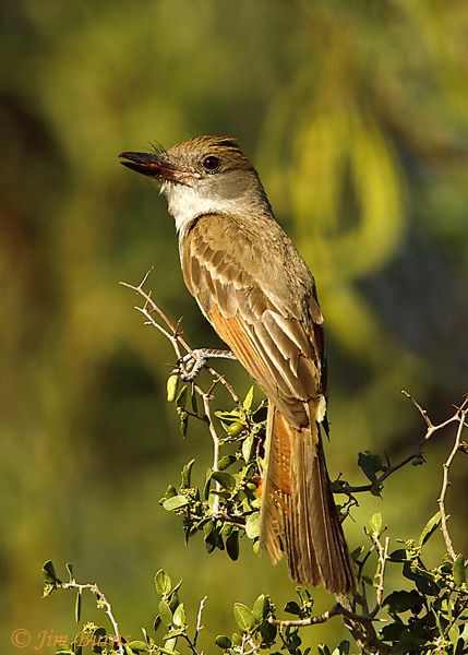 Brown-crested Flycatcher dorsal view--4226