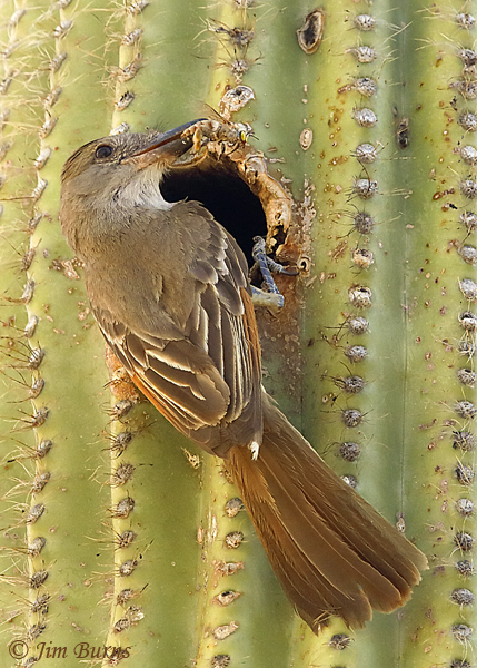 Brown-crested Flycatcher at Saguaro nest with large bee--4256