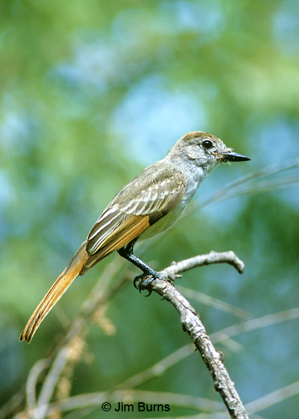 Brown-crested Flycatcher juvenile