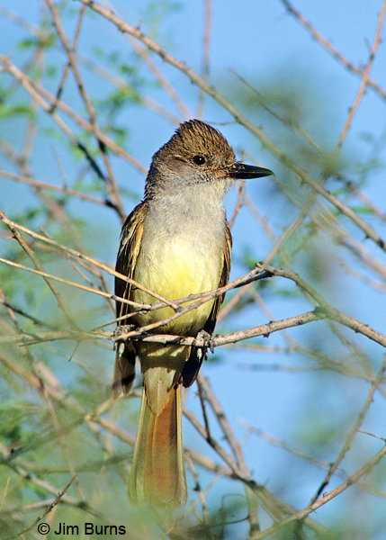 Brown-crested Flycatcher ventral view