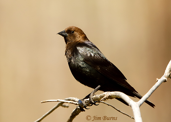 Brown-headed Cowbird male--3769