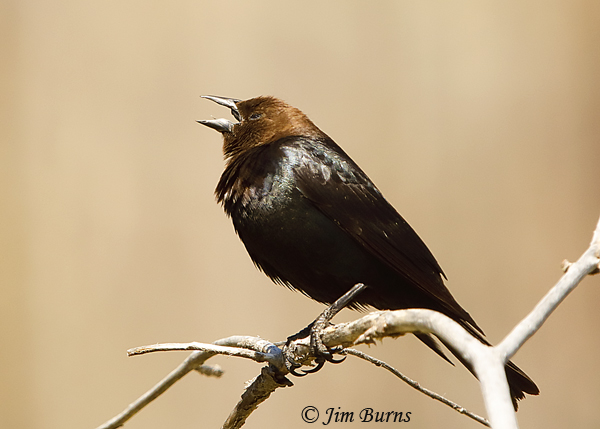 Brown-headed Cowbird male singing--3770