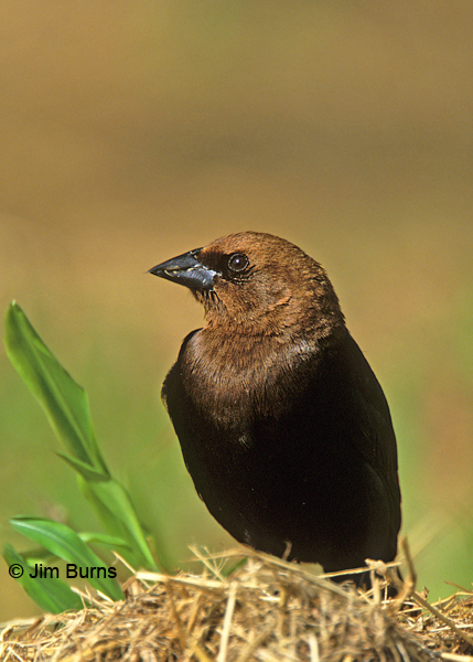 Brown-headed Cowbird male on the ground