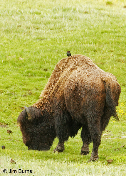 Brown-headed Cowbirds with Bison