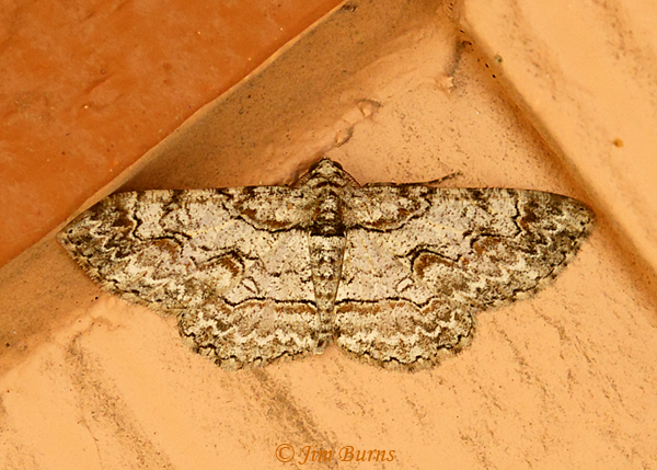 Brown-shaded Gray Moth, Texas--0768