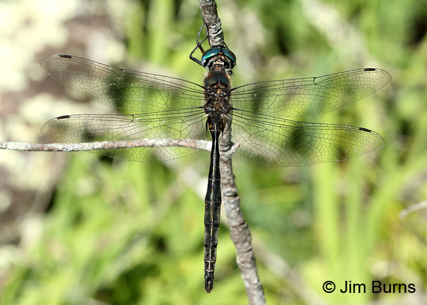 Brush-tipped Emerald male dorsal view, Door Co., WI, July 2017