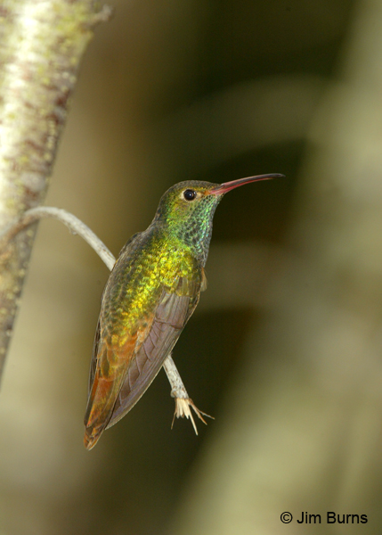 Buff-bellied Hummingbird dorsal