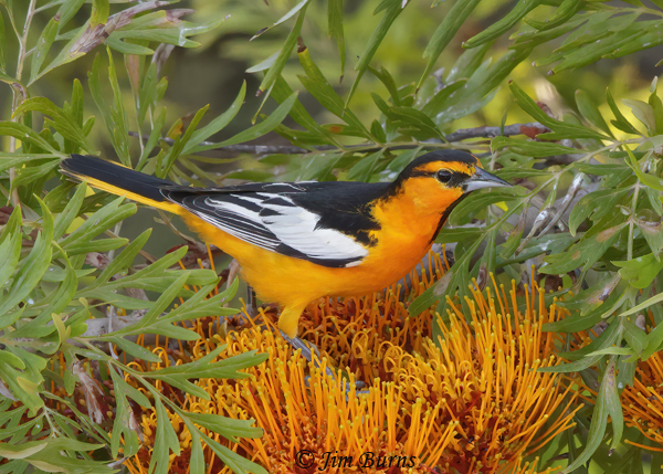 Bullock's Orioles nest in the arboretum where this male forages for insects in Silky Oak blossoms along Queen Creek below the High Trail.