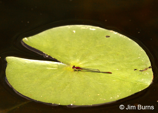 Burgundy Bluet male on lilypad, Chesterfield Co., SC, May 2014