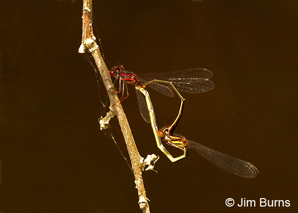 Burgundy Bluet pair in wheel, Chesterfield Co., SC, May 2014