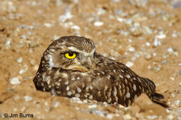 Burrowing Owl at burrow