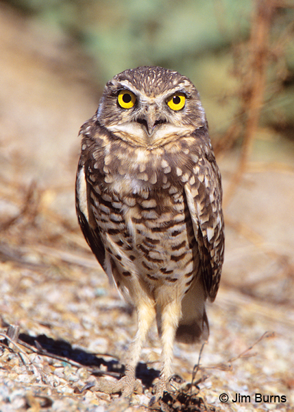 Burrowing-Owl-headlights.jpg