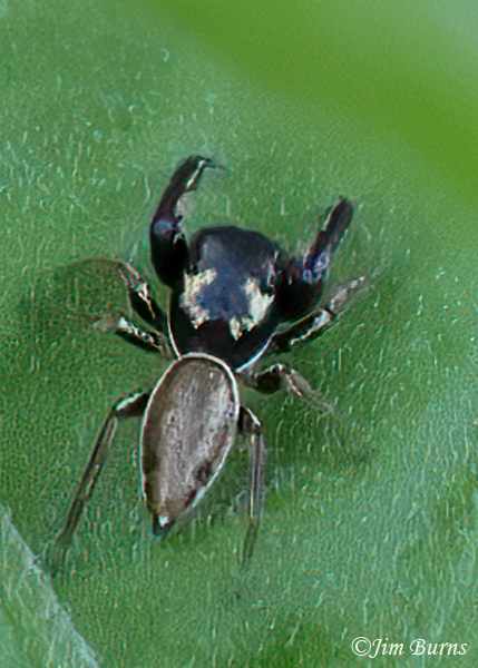 Buttonhook Leaf-Beetle Jumping Spider (Sasacus vitis), Arizona--2600