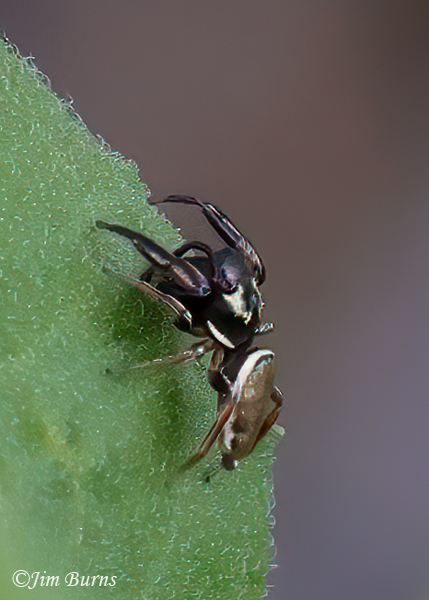 Buttonhook Leaf-Beetle Jumping Spider (Sasacus vitis), Arizona--26012