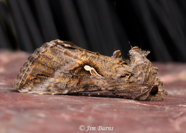 Cabbage Looper Moth, Arizona--6201