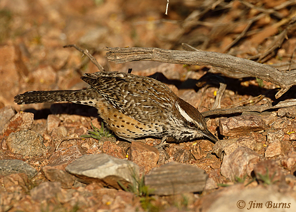 Cactus Wren turning stones gleaning for insects--1174