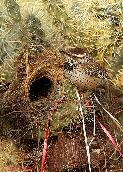 Cactus Wren nest decorations--O4127