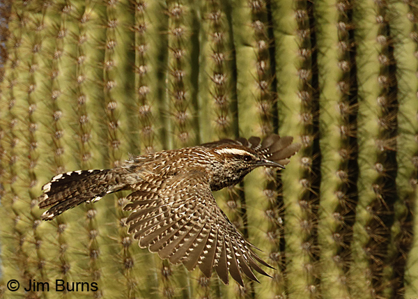 Cactus Wren in flight dorsal view 6956