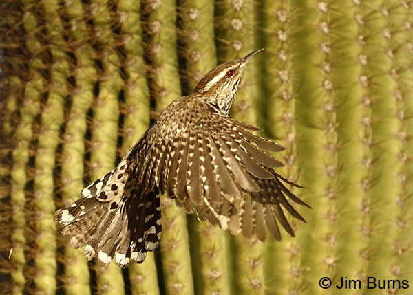 Cactus Wren flying in Saguaros 7014
