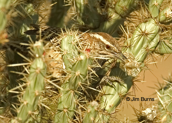 Cactus Wren carrying snakeskin for nesting material