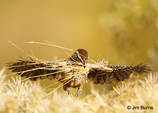 Cactus Wren carrying nesting material