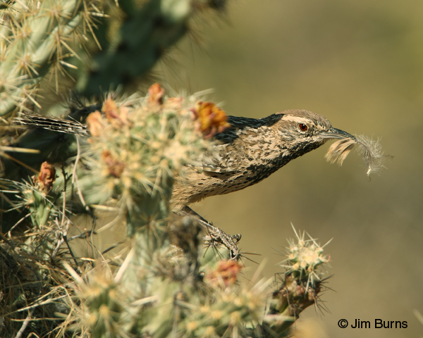 Cactus Wren removing feathers from nest