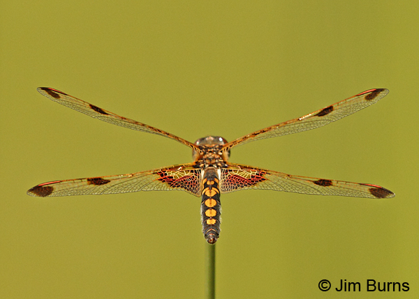 Calico Pennant female dorsal view, Penobscot Co., ME, July 2014