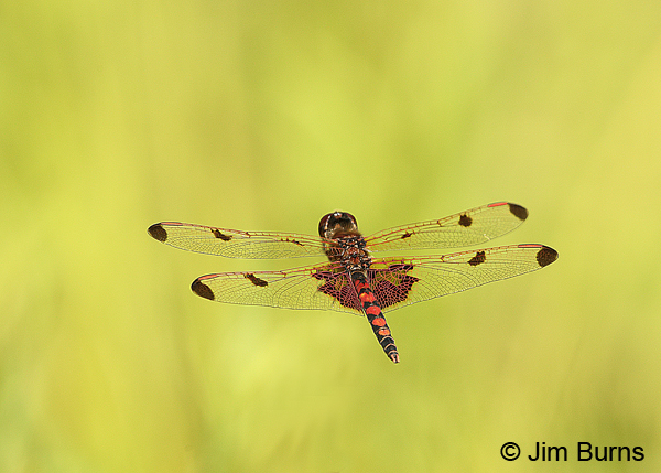 Calico Pennant male in flight, Centre Co., PA, June 2015